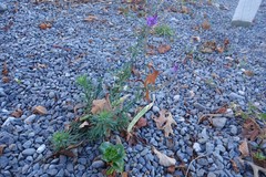 Linaria purpurea