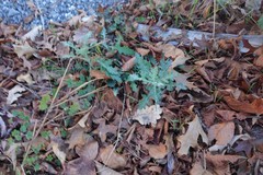 Senecio glomeratus