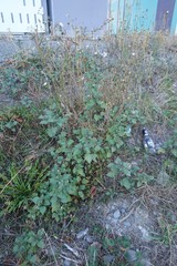 Solanum nigrum