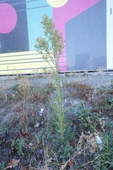 Erigeron sumatrensis