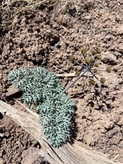Cymopterus jonesii