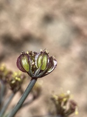 Cymopterus jonesii