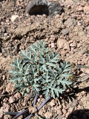 Cymopterus jonesii