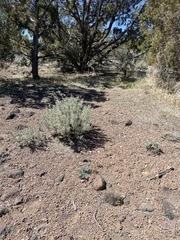 Cymopterus jonesii