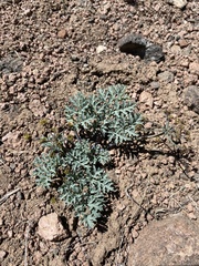 Cymopterus jonesii