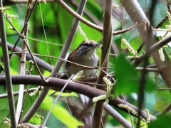 Thryophilus rufalbus