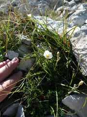 Cherleria capillacea