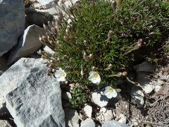 Cherleria capillacea