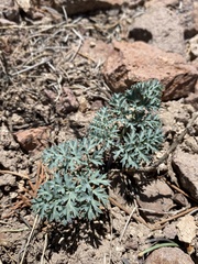 Cymopterus jonesii