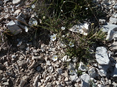 Cherleria capillacea