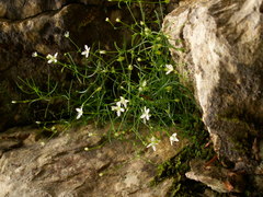 Moehringia muscosa