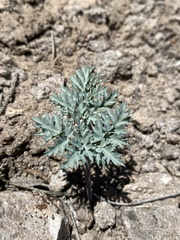 Cymopterus jonesii