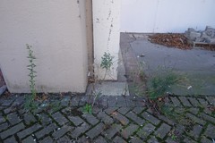 Senecio glomeratus