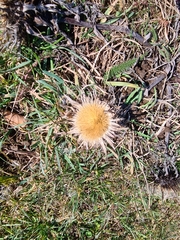 Carlina acaulis