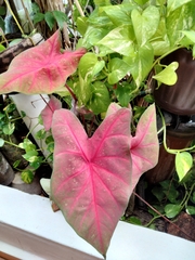 Caladium bicolor