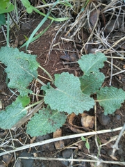 Salvia hierosolymitana