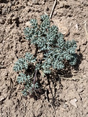 Cymopterus jonesii