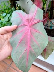 Caladium bicolor