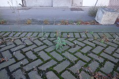 Senecio glomeratus