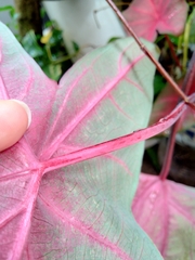 Caladium bicolor