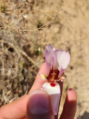 Calochortus simulans