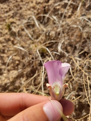 Calochortus simulans