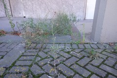 Senecio glomeratus
