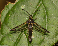 Sesiidae
