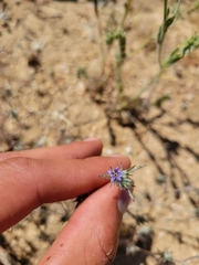 Eriastrum calocyanum