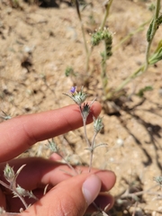 Eriastrum calocyanum