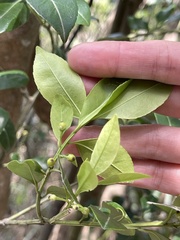 Ilex viridis