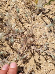 Eriastrum calocyanum