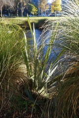 Phormium tenax