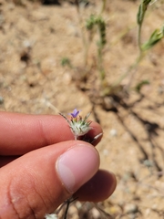 Eriastrum calocyanum