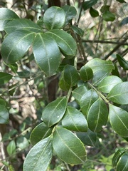 Ilex viridis