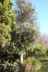 Banksia integrifolia