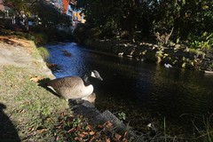 Branta canadensis maxima
