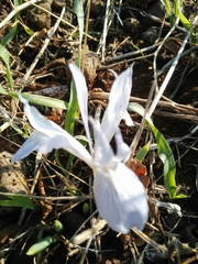 Iris vartanii
