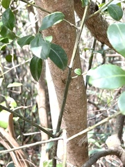 Ilex viridis