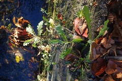 Senecio glomeratus