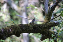 Junco hyemalis pinosus