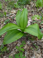Veratrum parviflorum