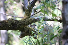 Junco hyemalis pinosus