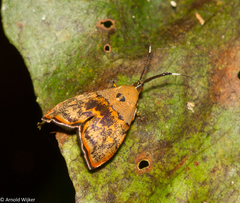 Rhobonda gaurisana
