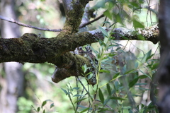 Junco hyemalis pinosus