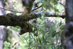 Junco hyemalis pinosus