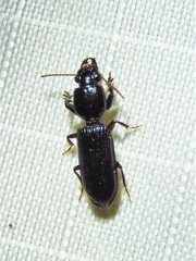 Clivina dentipes