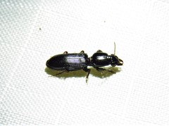 Clivina dentipes