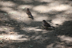 Junco hyemalis pinosus