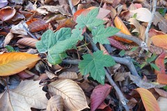 Acer pseudoplatanus